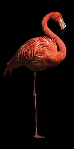 Marina Cano Flamingo I 30 x 60cm Canvas Print Leinwanddruck, Mehrfarbig, 30 x 60 cm von Marina Cano