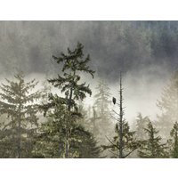 Adler Im Great Bear Rainforest. Leinwand, Metall, Acryl Und Fotodrucke von MartyMellwayPhoto