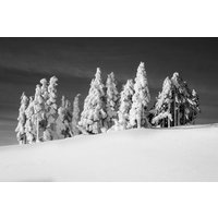 Alpiner Schneewald. Leinwand, Metall, Acryl Und Fotodrucke von MartyMellwayPhoto