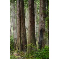 Leinwanddruck Von West Coast Old Growth Forest von MartyMellwayPhoto
