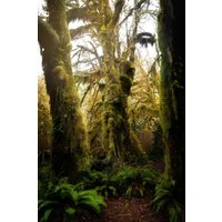 Temperierter Regenwald, Tofino. Druckt von MartyMellwayPhoto