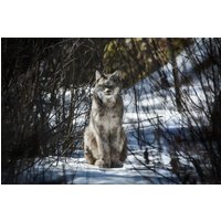Wilder Lynx. Leinwand, Metall, Acryl Und Fotodrucke von MartyMellwayPhoto