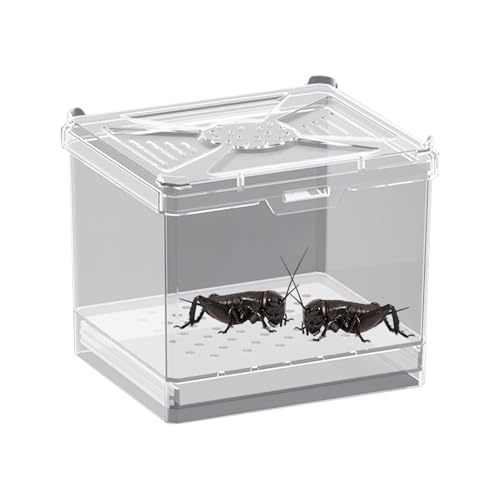 Masoog Spinnen Terrarium | Futter Box - Belüftetes Tiergehege Für Bildungsausstellungen Und Wissenschaftliche Projekte Masoog Spinnen Terrarium | Futter Box - Belüftetes Tiergehege Für Bildungsausstellungen Und Wissenschaftliche Projekte von Masoog