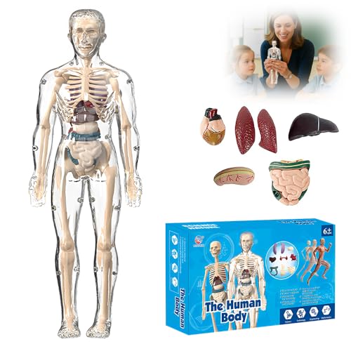 Clear Human Body Structure Model, 3D Anatomy Figure Kit, Anatomie Modell Körper Anatomy Model Skeleton, Human Body Torso Model Teaching Model (#B) von Matame