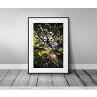 Baum Poster Lasur Fotografie, Natur Spiel Von Licht Und Farbe, Hochwertige Qualität, Bild in Leuchtendem Grün, Stilvolles Geschenk von MatthiasEdition