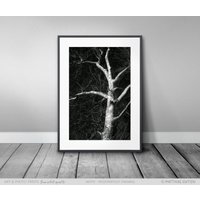 Schwarz Weiß Fotografie Baum Poster, Hochwertige Printqualität, Schöne Kunstdruck Deko Und Geschenk Für Wohnung Firma von MatthiasEdition