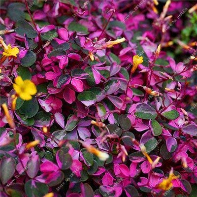 1: 100Pcs Oxalis Holz Sorrel Blumen Oxalis Lila Kleeblatt-Klee-100% reale Blumen Bonsai Samen Perennial im Freien für Hausgarten von Max-Store