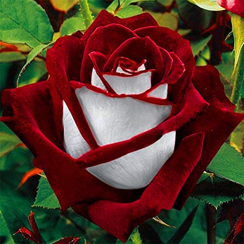 100 Stücke Rosensamen Seltene Rot Weiß Osiria Rubin Rosengarten Blumensamen Pflanzen Topfblume Hausgarten Rosensamen Neue von Max-Store