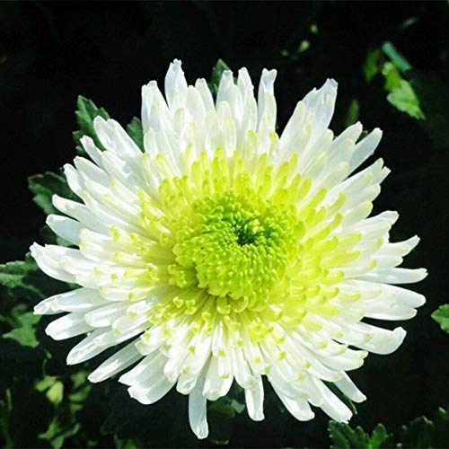100 Teile/beutel Bicolor Grün Weiß Chrysantheme Samen Schöne Chrysantheme Morifolium Samen Diy Garten Blume Topfpflanze von Max-Store