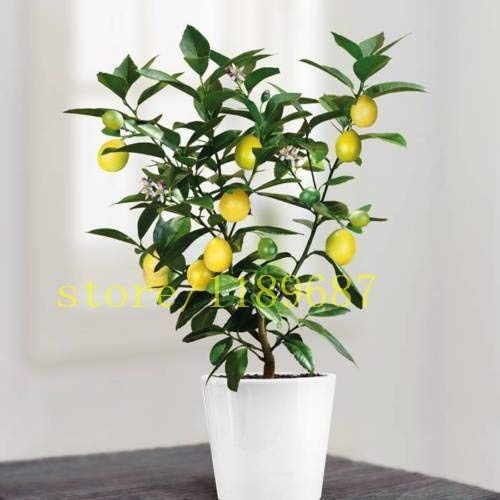 20 Bonsai-Zitronenbaum-Samen, Mini-Frucht-Bonsai-Baum wachsen schnell No-GVO-Gesundheit für Körper-Blumentopf-Pflanzgefäße von Max-Store