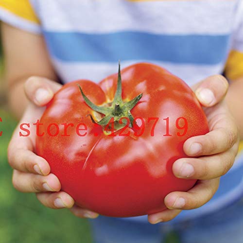 200 Stücke Big Beef Hybrid Tomatensamen Riesen Tomaten Gemüse Und Obst Samen Für Hausgarten No-Gmo Buy-Direct-From- von Max-Store