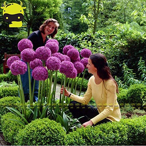 50 Lila Riesen Allium Giganteum Schöne Blumensamen Gartenpflanze Knospung Allium Gladiator Zierzwiebel Samen von Max-Store