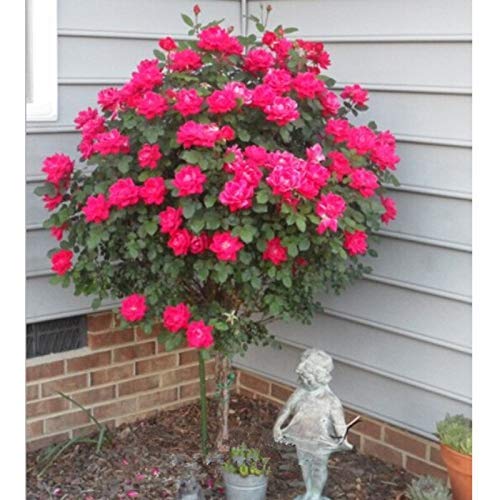 50 rote Rosenbaum Samen, Diy Hausgarten Topf, Balkon & Amp; Hof Blume Pflanze von Max-Store