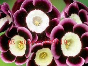 6: 200 Stücke Italien Primel Samen Importiert Seltene Primula Malacoides Samen, Primel Bonsai Blumensamen Für Blumentopf Pflanzgefäße von Max-Store