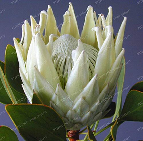 6: Frische seltene Protea Cynaroides-Samen Einfache Bepflanzung Seltene Bonsai-Blumensamen-Sorte Komplette 50 Samen/Packung Frische seltene Blumensamen von Max-Store