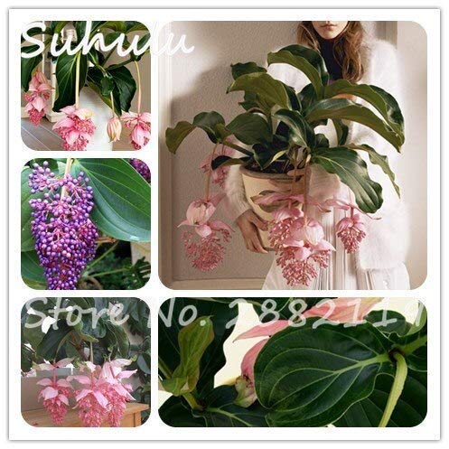 Gemischt: 100 Stücke Medinilla Magnifica Samen Mehrjährige Schöne Blumen Indoor Bonsai Samen Für Hausgarten Die Angehende Rate 95% Einfach Wachsen von Max-Store