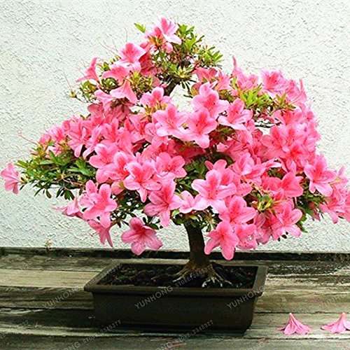 Japanische Sakura Samen Rosa Kirschbaum Samen Diy Hausgarten Mini Bonsai Blumensamen Einfach Wachsende 10 Stücke von Max-Store