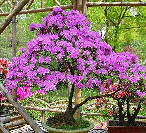 Klar: 100 Teile/beutel Bonsai Azalea Samen Rhododendron Blumen Pflanzen Sieht Aus Wie Sakura Japanischen Kirschblüten Für Garten Blumensamen von Max-Store
