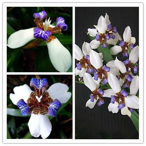 Neomarica Gracilis Blumensamen - 50 Stücke Walking Iris Blumen Welt Seltene Blumen Bonsai Gartenpflanze Besonderes Geschenk von Max-Store
