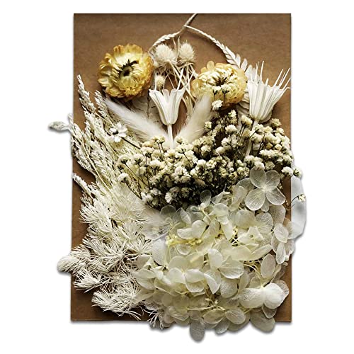 Maxymilo Trockenblumen Set zum Basteln, getrocknete Blumen als Herbst Deko, Trockenblumen Deko zur Wohndekoration, getrocknete Blüten und getrocknete Blumen für Epoxidharz von Maxymilo
