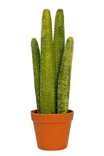McPalms künstlicher Kaktus ca. 50 cm Hoch Kunstblume Kunstpflanze von McPalms