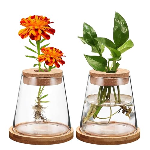 MeYuxg Ableger Pflanzen Glas, 2er Pflanzen Anzuchtstation, Terrarium Flaschengarten Pflanzgefäß Vase Glas Wasserstation für Hydrokultur, Zuhause, Büro, Tischdekoration von MeYuxg