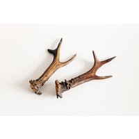 Vintage Reh Trophäen Hörner Set Aus Zwei Zusammenpassenden Vintage Reh Trophäen Hörner Set Aus Zwei Zusammenpassenden von MeadowSideVintage