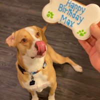 Extra Große Personalisierte Knochen Ihre Persönliche Nachricht Auf Haustier Geschenk Langlebige Harte Leckereien Extra Große Personalisierte Knochen Ihre Persönliche Nachricht Auf Haustier Geschenk Langlebige Harte Leckereien von MeatloafsKitchen