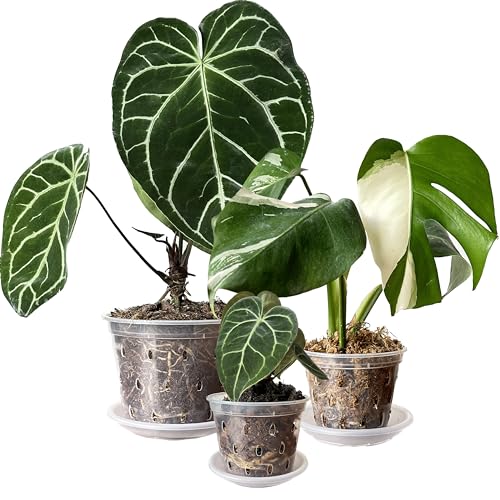 Transparente Blumentöpfe mit Löchern und Untersetzern für tropische Pflanzen, Orchidee, Anthurium, Clarinervium, Monstera, 11 cm, 14 cm, 17 cm (9, 3 Stück je 11 cm, 14 cm, 17 cm) von Meboem