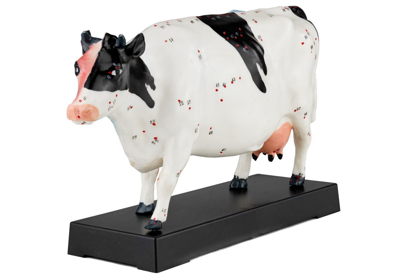 MedMod Dekoobjekt Akupunktur Anatomie Figur TCM Modell Kuh Rind Muskelmodell MedMod Dekoobjekt Akupunktur Anatomie Figur TCM Modell Kuh Rind Muskelmodell von MedMod