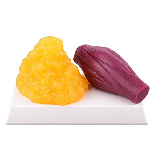Replik des menschlichen Körperfetts 1 lb mit Display-Basis und Muskelreplik 1 lb, Fit bleiben und Gewichtsverlust, Motivation und Erinnerung für Anatomie- und Physiologiestudenten, Ernährungsanalyse von Medarchitect