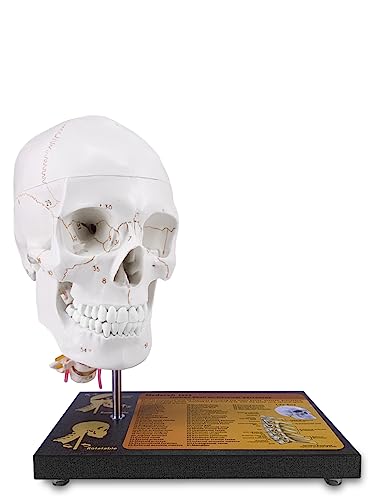 360 ° -Drehung Verbesserter menschlicher Schädel in Lebensgröße auf Halswirbeln Anatomisches Modell mit Spinalnerven und Arterien mit den neuesten lasergeätzten Schriftarten von Medarchitect