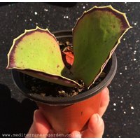 Kalanchoe Synsepala Walking Seltene Lebende Sukkulenten Pflanze Gut Verwurzelt Kalanchoe Synsepala Walking Seltene Lebende Sukkulenten Pflanze Gut Verwurzelt von MediterraneanGardens