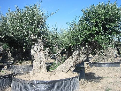 Mediterrano Olivenbaum-Dünger – Der beste Dünger für kräftige Olivenbäume, gesunde Blätter & reiche Ernte – Spezialdünger für Garten & Terrasse. 3 Kg von Mediterrano