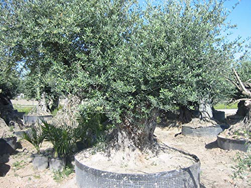Olivenbaumdünger, Olivendünger, Olea Europea 1,5 Kg von Mediterrano