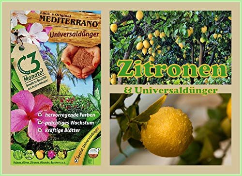 Zitronenbaum Dünger, Zitrusdünger, Zitruspflanzendünger, Zitronendünger, Orangendünger 3 Kg Mediterrano DAS ORIGINAL! von Mediterrano