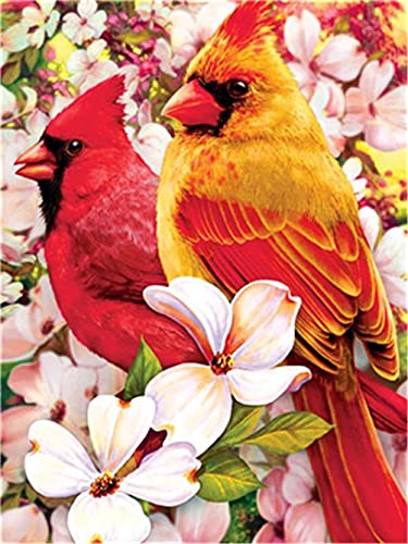 Meecaa Malen nach Zahlen Blumen Vogel Kit für Erwachsene Anfänger DIY Ölgemälde 40,6 x 50,8 cm (Vögel, kein Rahmen) von Meecaa