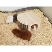 Meerschweinchen Haus Häuschen Heuraufe 80022 Meerschweinchen Haus Häuschen Heuraufe 80022 von MeerSchwaikheim