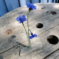 Reagenzglas Vase Aus Treibholz Von Der Insel Rügen von Meergeschenke