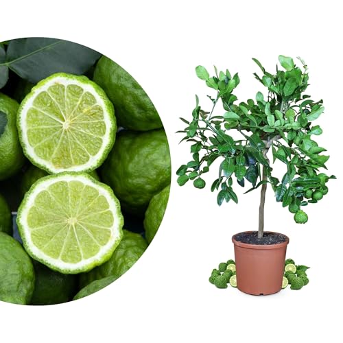 Meine Orangerie - Kaffir Limette Mezzo - Citrus Hystrix - Mauritius Papeda - Echte Kaffernlimette - Veredeltes Zitrus-Stämmchen in Gärtnerqualität im 6,5 Liter-Topf - Höhe 60-70cm von Meine Orangerie