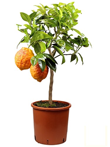Meine Orangerie® Rote Zitrone Mezzo - Glühweinzitrone - echter Citrusbaum - veredelte Zitrone im 6,5 Liter Topf - Citrus Limon - Lemon Tree - Fruchtreife Zitronen Pflanze - Zitrusstämmchen von Meine Orangerie