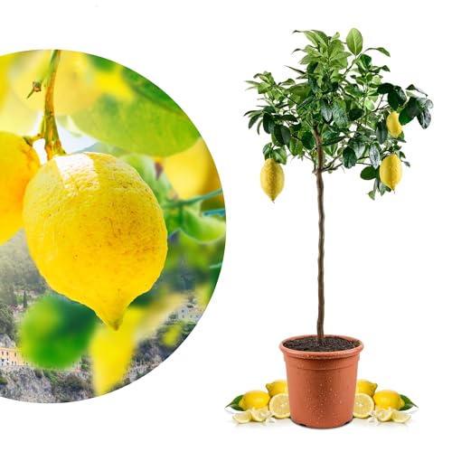 Meine Orangerie Amalfi Zitronenbaum Grande - echte Amalfi-Zitrone (Sfusato Amalfitano) - fruchtreife Zitruspflanze - veredelte Zitrone - Citrus Limon amalphitanum - Lemon Tree (Topf Ø 26cm) von Meine Orangerie
