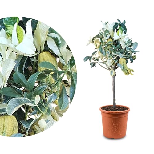 Meine Orangerie Buddhas Hand Zitrone Panaché - Buntlaubige Hand Buddhas - echter Citrusbaum - 60 bis 90 cm - Citrus Medica Sarcodactylis 'variegato' - Hand of Buddha - Fruchtreife Zitruspflanze Meine Orangerie Buddhas Hand Zitrone Panaché - Buntlaubige Hand Buddhas - echter Citrusbaum - 60 bis 90 cm - Citrus Medica Sarcodactylis 'variegato' - Hand of Buddha - Fruchtreife Zitruspflanze von Meine Orangerie