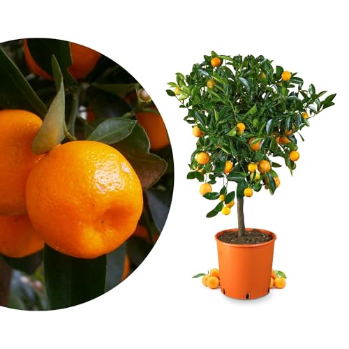 Meine Orangerie Calamondin - veredelte Calamondin Orange - echter Citrusbaum - Calamansi - fruchtreifer Zitrusbaum in Gärtnerqualität - Mini-Orangenbäumchen (Topf Ø 20cm) Meine Orangerie Calamondin - veredelte Calamondin Orange - echter Citrusbaum - Calamansi - fruchtreifer Zitrusbaum in Gärtnerqualität - Mini-Orangenbäumchen (Topf Ø 20cm) von Meine Orangerie
