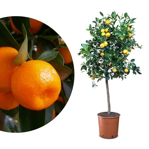 Meine Orangerie Calamondin - veredelte Calamondin Orange - echter Citrusbaum - Calamansi - fruchtreifer Zitrusbaum in Gärtnerqualität - Mini-Orangenbäumchen (Topf Ø 26cm) von Meine Orangerie
