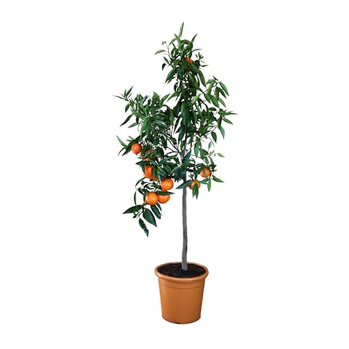 Meine Orangerie Clementinenbaum Grande - süße Clementine - echter Citrusbaum - fruchtreifes Bäumchen für Garten, Balkon oder Terrasse - Höhe 110-130cm von Meine Orangerie