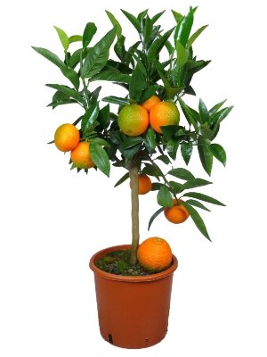 Meine Orangerie Clementinenbaum Mezzo - süße Clementine - echter Citrusbaum im 6,5-Liter Topf - fruchtreifes Bäumchen für Garten, Balkon oder Terrasse - Höhe 60-80cm von Meine Orangerie