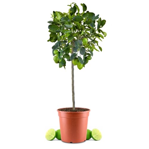 Meine Orangerie Limettenbaum Grande - Citrus latifolia - echte Limette - veredelter Zitrusbaum im 8,5L-Topf - Caipi Limette - persische Limette - Tahiti-Limette - perfekt für Caipirinha und Cocktails von Meine Orangerie