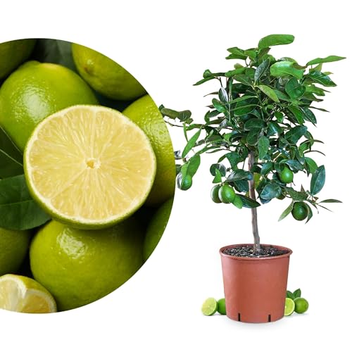 Meine Orangerie Limettenbaum Mezzo - Citrus latifolia - echte Limette - veredelter Zitrusbaum im 6,5L-Topf - Caipi Limette - persische Limette - Tahiti-Limette - perfekt für Caipirinha und Cocktails von Meine Orangerie