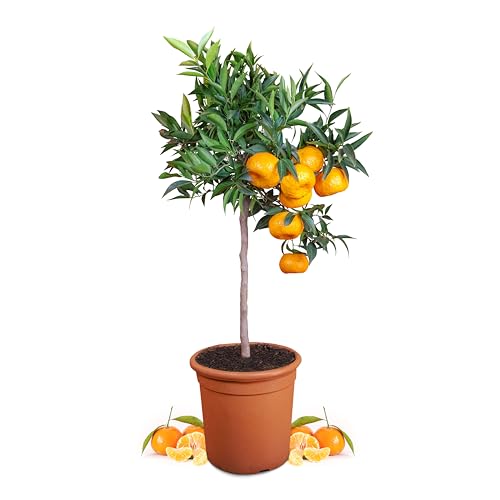 Meine Orangerie Mandarinenbaum Mezzo - echte Citrus Pflanze - 80 bis 100 cm - veredelter Mandarinen Baum im 8 Liter Topf - Citrus Reticulata - Fruchtreife Mandarinen Pflanze in Gärtnerqualität von Meine Orangerie